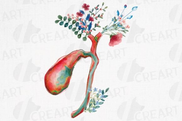 Anatomical Gallbladder Graphics: Print Templates for Medical Creatives